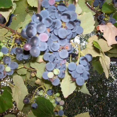 Maremma Nel Tufo Venkovský dům Pitigliano